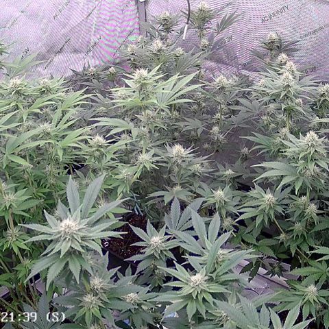 Haze Berry #1  growlog timeline photo