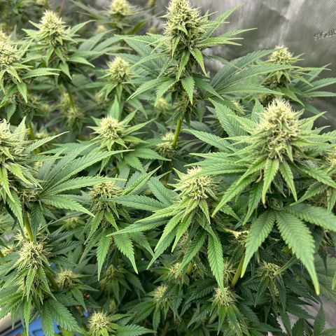 Amsterdam Amnesia # 6  growlog timeline photo