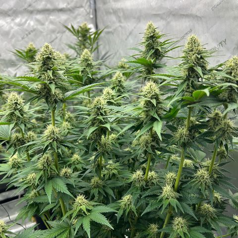 Amsterdam Amnesia # 6  growlog timeline photo