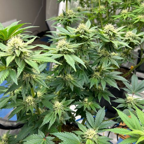 Amsterdam Amnesia # 5 growlog timeline photo
