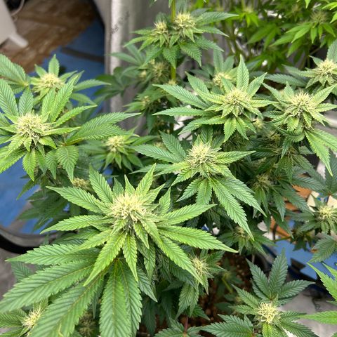 Amsterdam Amnesia # 5 growlog timeline photo