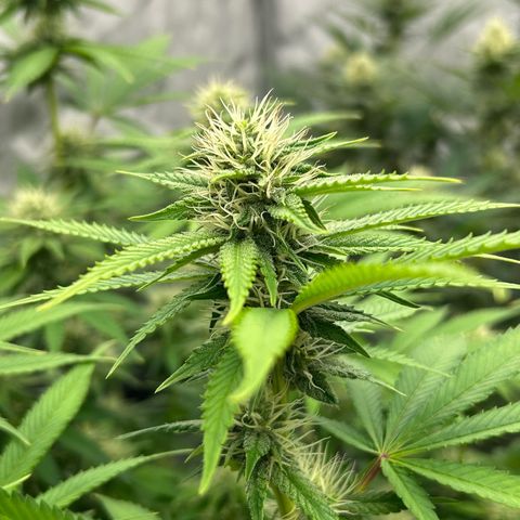 Haze Berry #1  growlog timeline photo