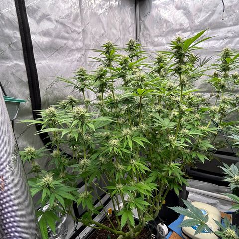 Haze Berry #1  growlog timeline photo