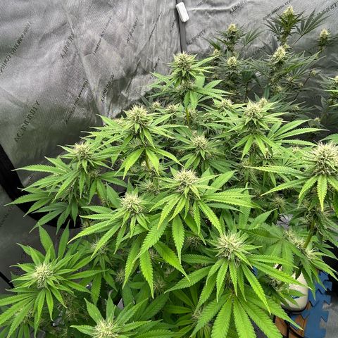 Haze Berry #1  growlog timeline photo
