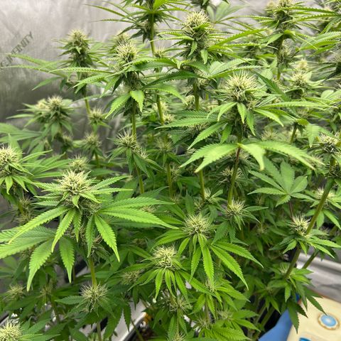 Haze Berry #1  growlog timeline photo