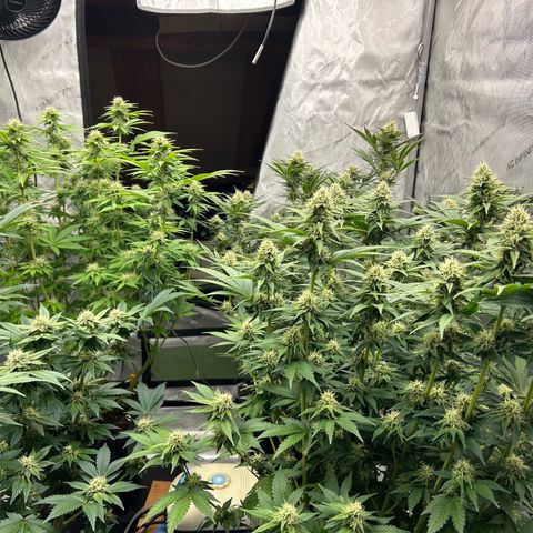 Haze Berry #1  growlog timeline photo