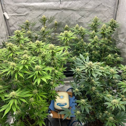 Haze Berry #1  growlog timeline photo
