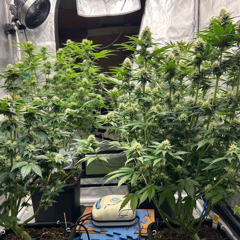 Haze Berry #1  growlog timeline photo