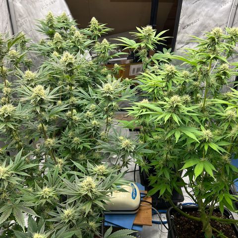 Haze Berry #1  growlog timeline photo