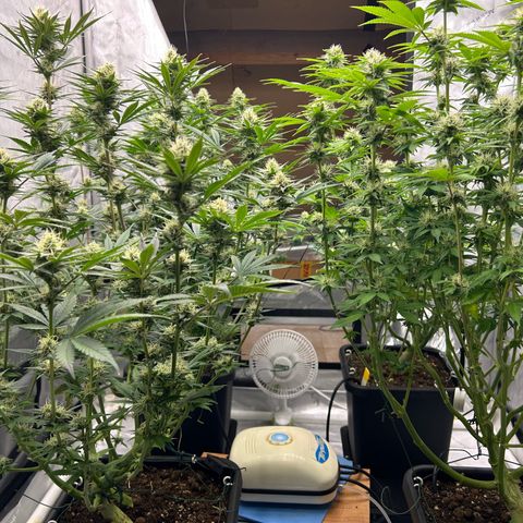 Haze Berry #1  growlog timeline photo