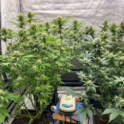Haze Berry #1  growlog timeline photo