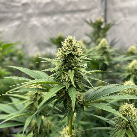 Amsterdam Amnesia # 6  growlog timeline photo