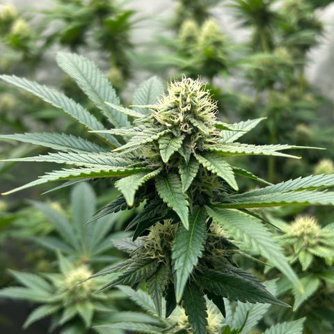 Amsterdam Amnesia # 5 growlog timeline photo