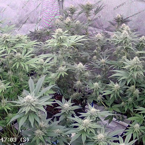 Haze Berry #1  growlog timeline photo