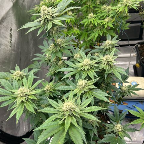 Amsterdam Amnesia # 6  growlog timeline photo