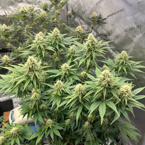 Amsterdam Amnesia # 6  growlog timeline photo