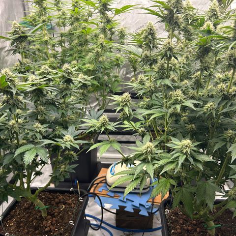 Amsterdam Amnesia # 6  growlog timeline photo