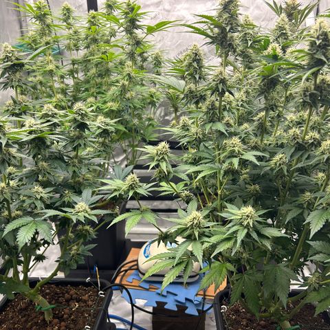 Amsterdam Amnesia # 6  growlog timeline photo