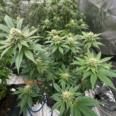 Amsterdam Amnesia # 6  growlog timeline photo