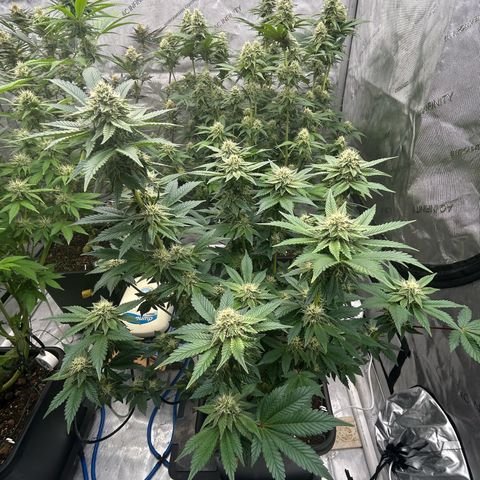Amsterdam Amnesia # 6  growlog timeline photo