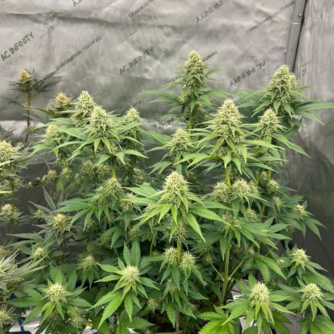 Amsterdam Amnesia # 6  growlog timeline photo
