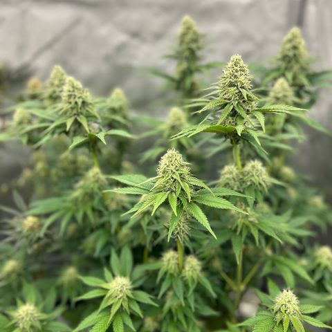 Amsterdam Amnesia # 6  growlog timeline photo