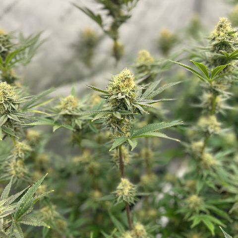 Haze Berry #1  growlog timeline photo