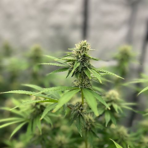 Haze Berry #1  growlog timeline photo