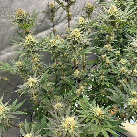 Haze Berry #1  growlog timeline photo