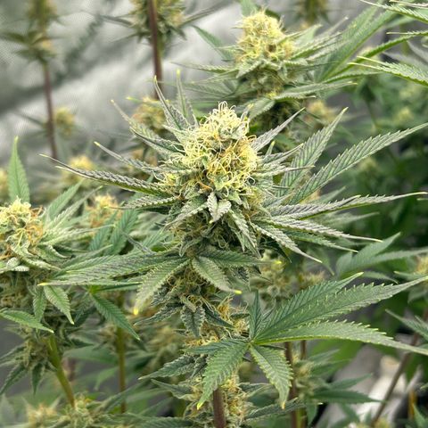 Haze Berry #1  growlog timeline photo