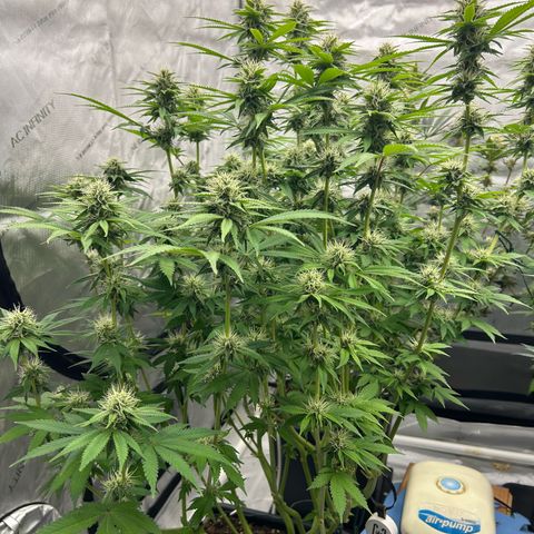 Haze Berry #1  growlog timeline photo