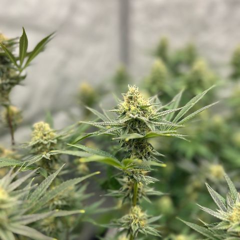 Haze Berry #1  growlog timeline photo