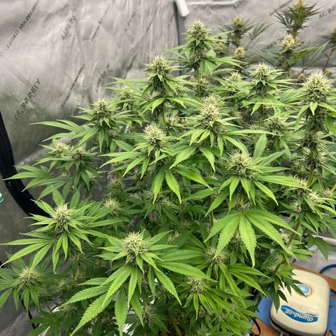 Haze Berry #1  growlog timeline photo