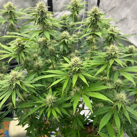 Haze Berry #1  growlog timeline photo