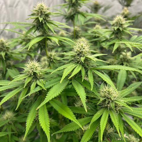 Haze Berry #1  growlog timeline photo