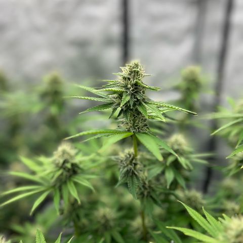 Haze Berry #1  growlog timeline photo