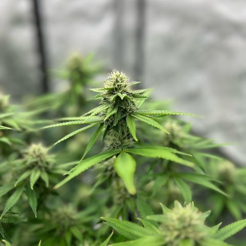 Haze Berry #1  growlog timeline photo