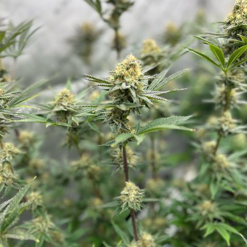 Haze Berry #1  growlog timeline photo