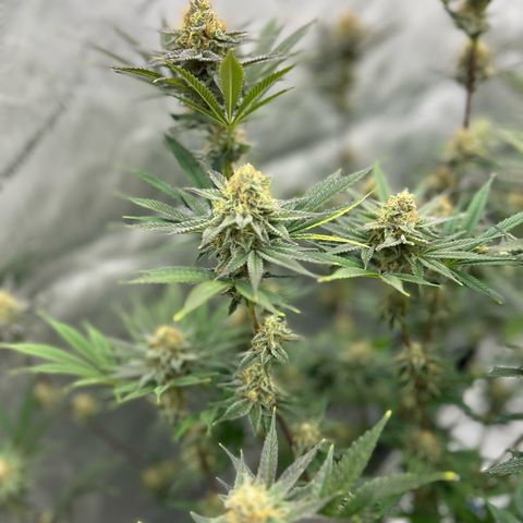 Haze Berry #1  growlog timeline photo