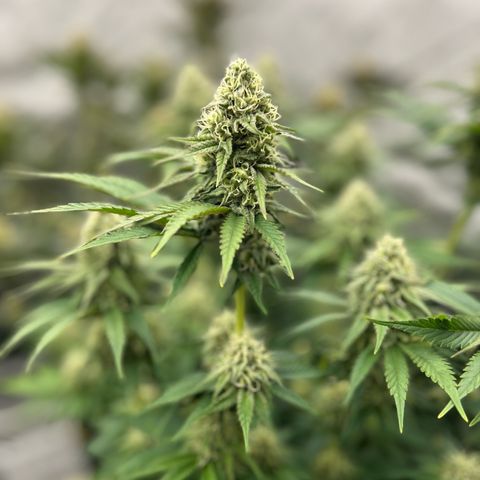 Amsterdam Amnesia # 6  growlog timeline photo
