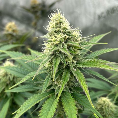 Amsterdam Amnesia # 6  growlog timeline photo