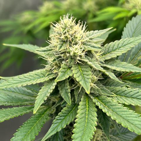 Amsterdam Amnesia # 6  growlog timeline photo