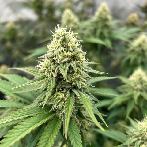 Amsterdam Amnesia # 6  growlog timeline photo