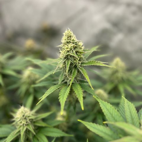 Amsterdam Amnesia # 6  growlog timeline photo