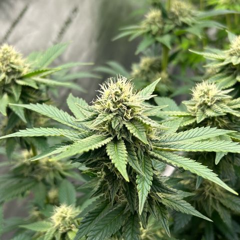 Amsterdam Amnesia # 6  growlog timeline photo