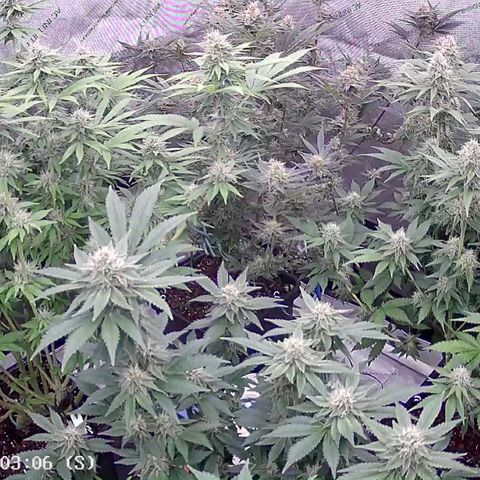 Haze Berry #1  growlog timeline photo