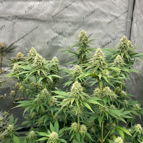 Haze Berry #1  growlog timeline photo