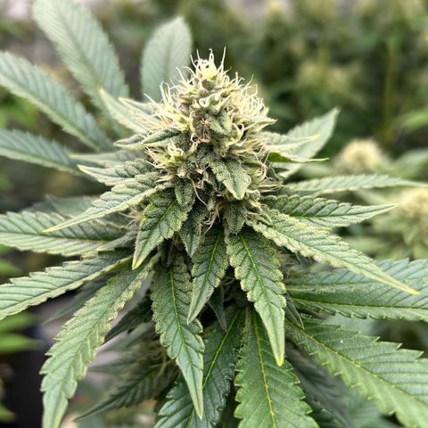 Haze Berry #1  growlog timeline photo