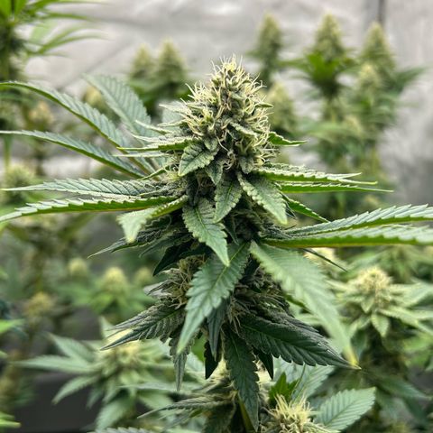 Haze Berry #1  growlog timeline photo