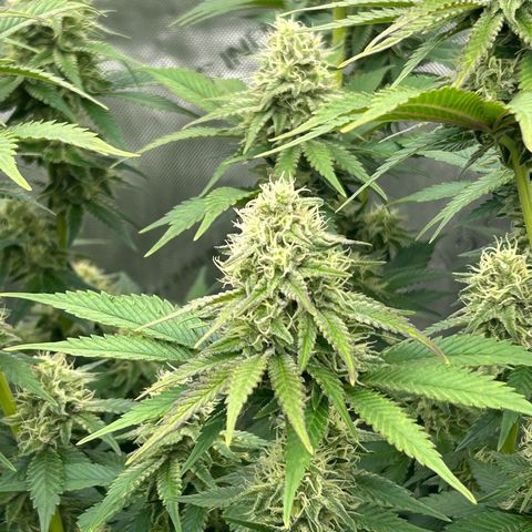 Haze Berry #1  growlog timeline photo
